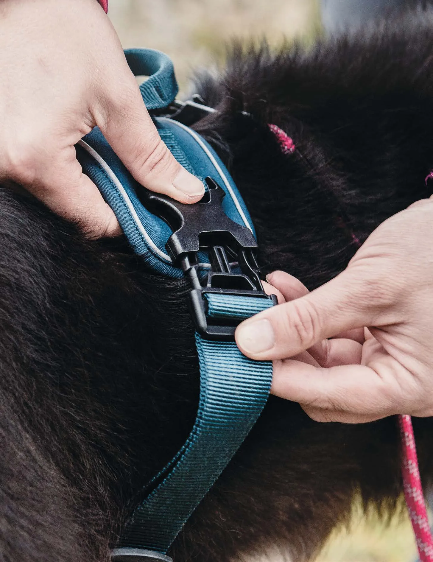 Hurtta Active Dazzle Harness